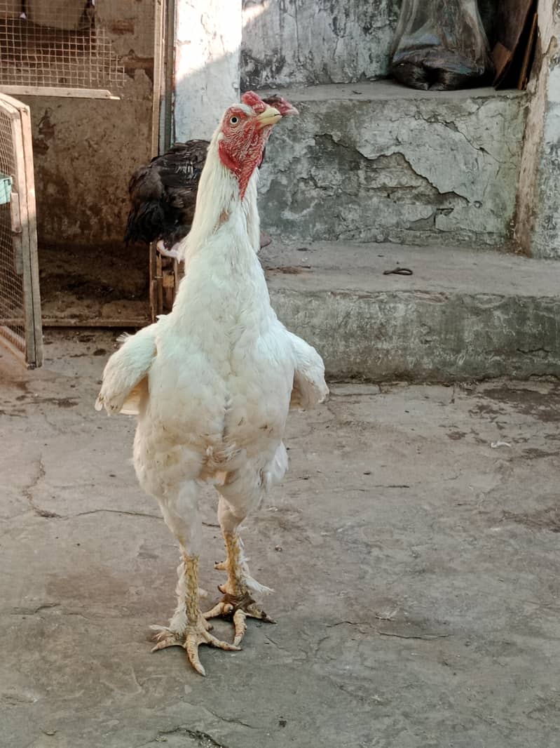 Aseel high Quality Chicks & Fertile Eggs Available 17
