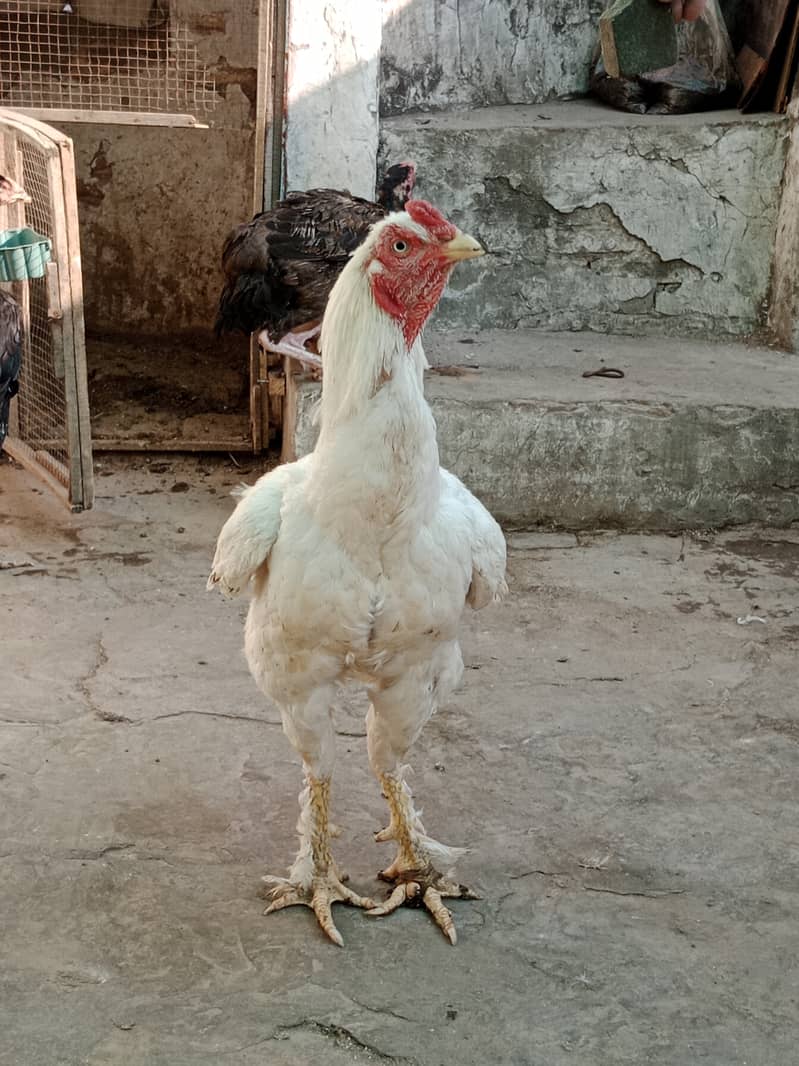 Aseel high Quality Chicks & Fertile Eggs Available 18