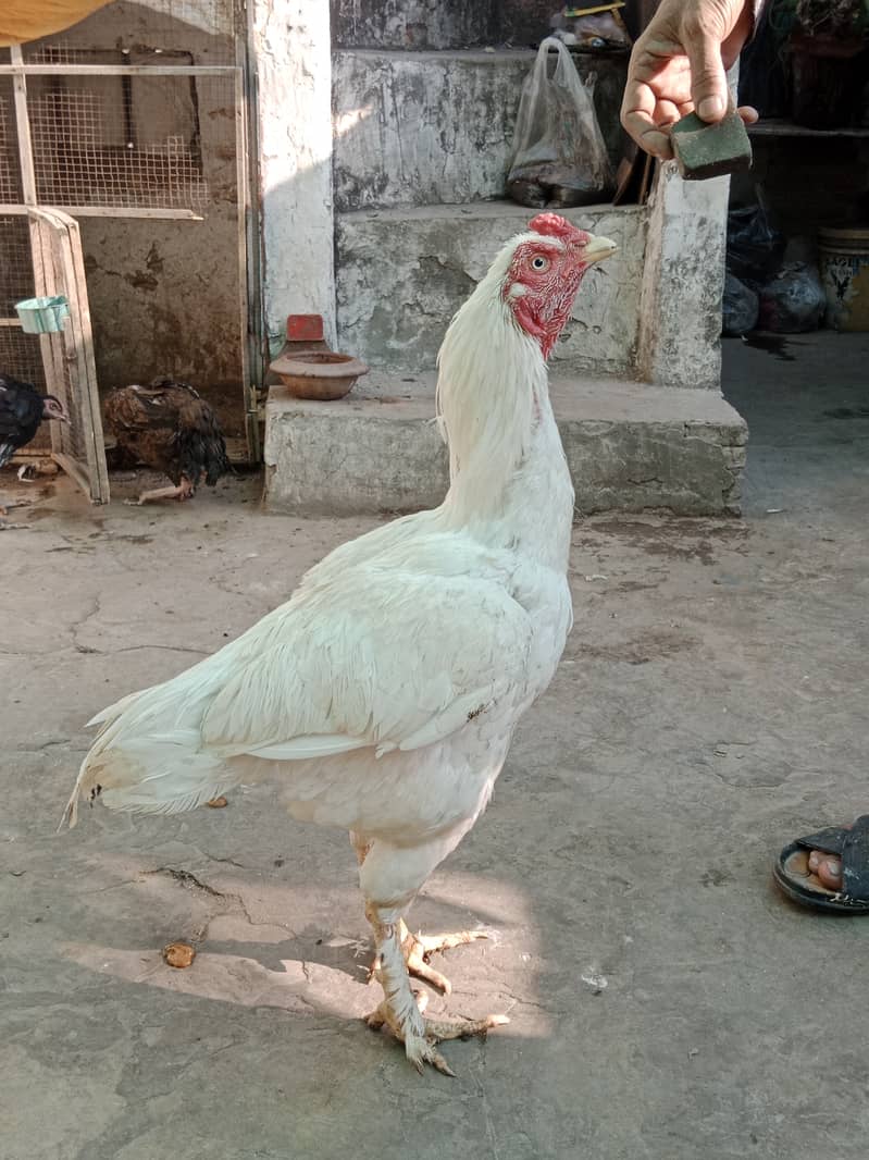 Aseel high Quality Chicks & Fertile Eggs Available 19