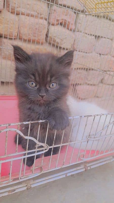 parsain cat 0