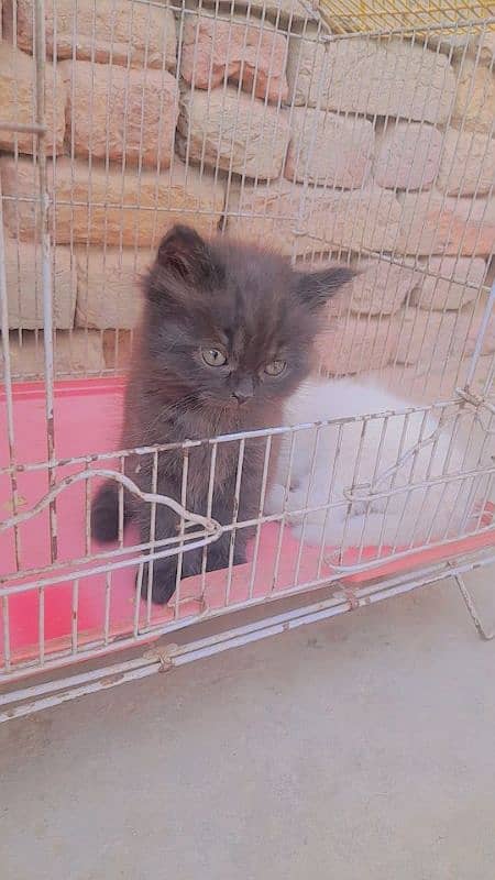 parsain cat 1