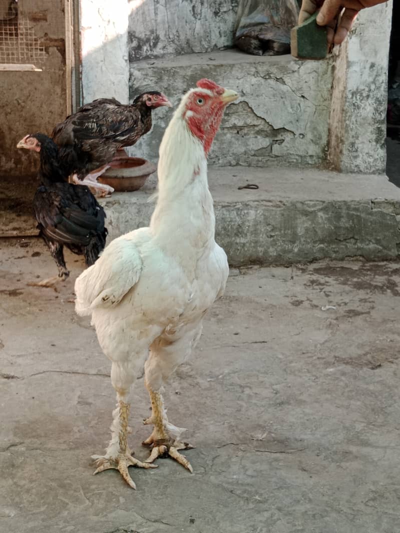 Aseel high Quality Chicks & Fertile Eggs Available 8