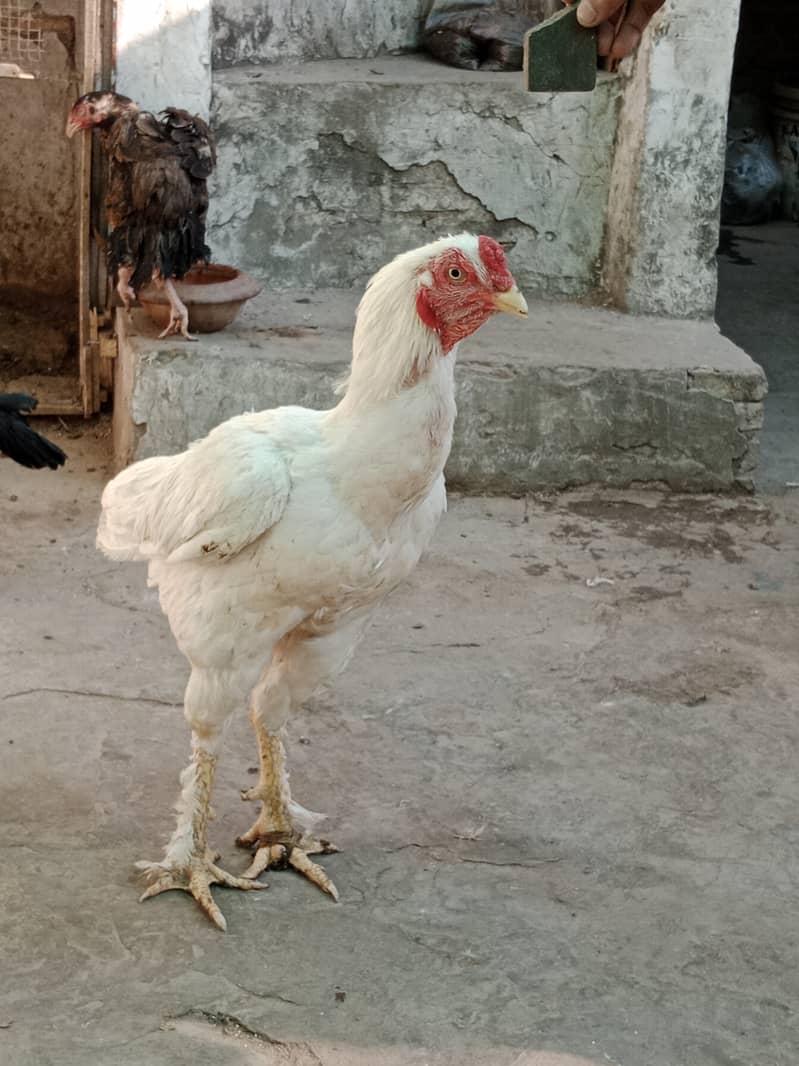 Aseel high Quality Chicks & Fertile Eggs Available 9