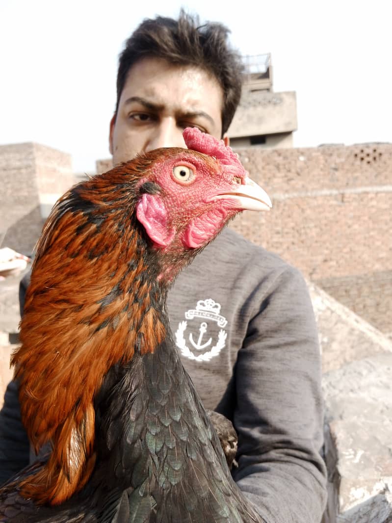 Aseel high Quality Chicks & Fertile Eggs Available 15