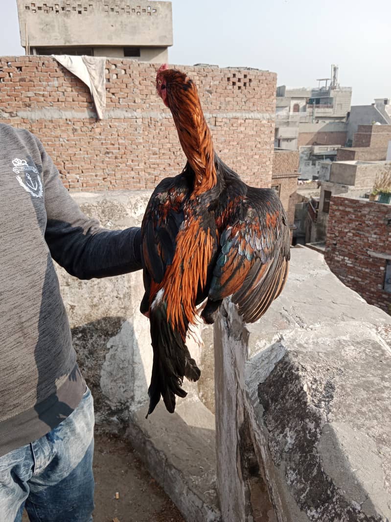 Aseel high Quality Chicks & Fertile Eggs Available 18