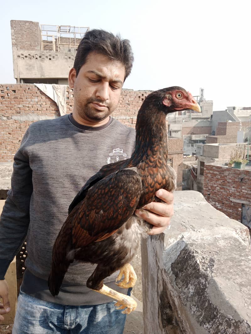 Aseel high Quality Chicks & Fertile Eggs Available 19