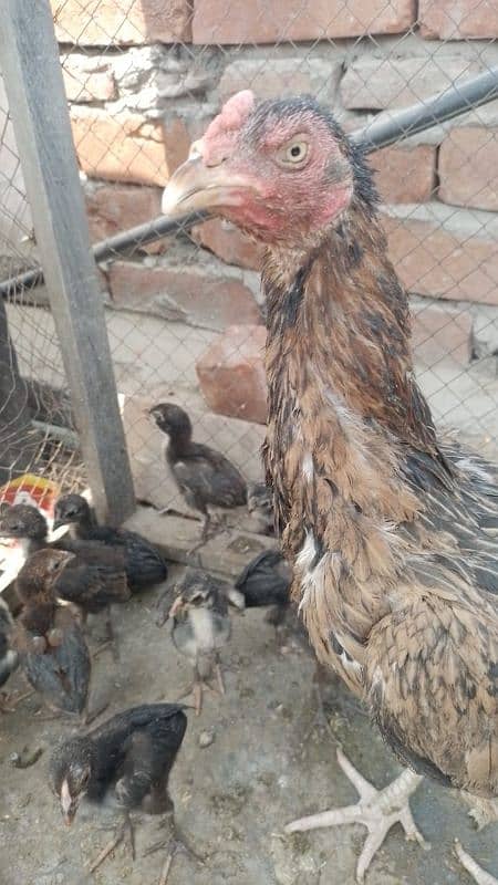 1month Thai aseel chiks 0