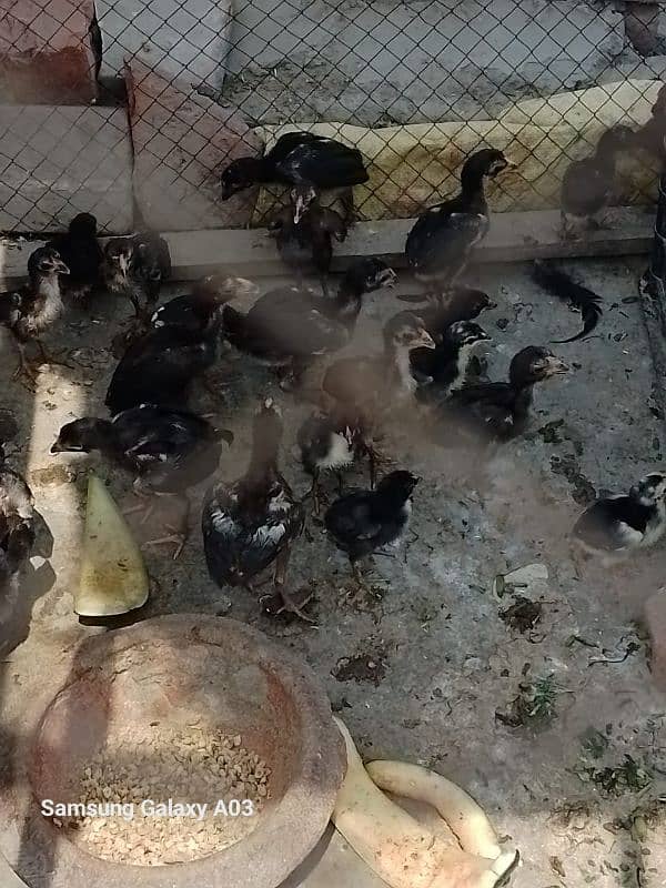 1month Thai aseel chiks 1