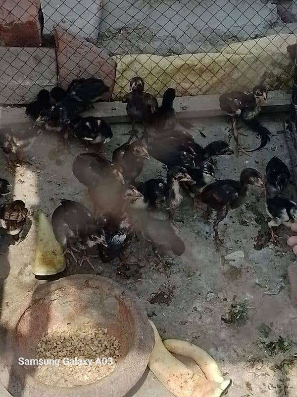 1month Thai aseel chiks 2