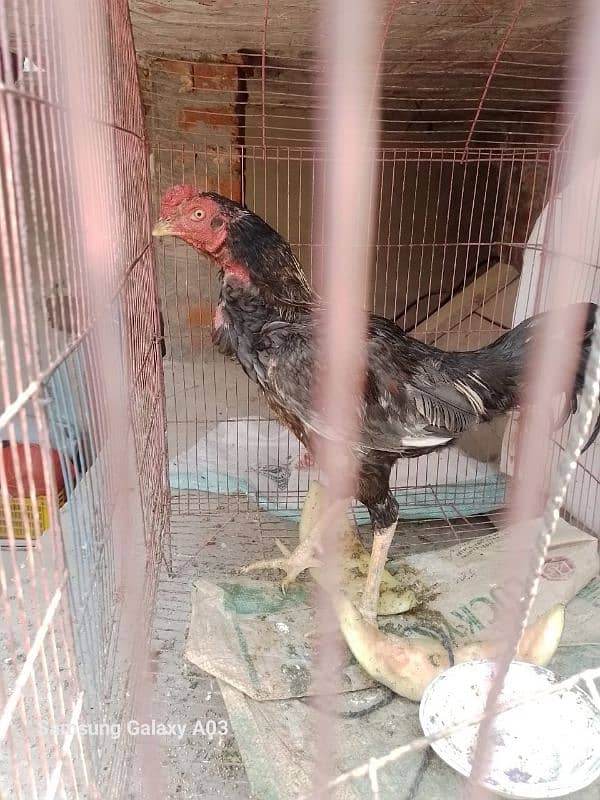 1month Thai aseel chiks 3