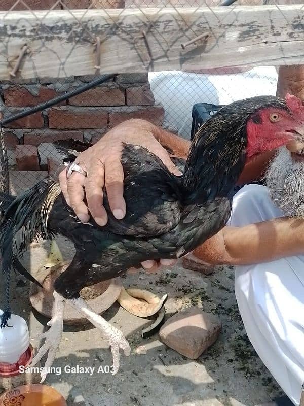 1month Thai aseel chiks 4