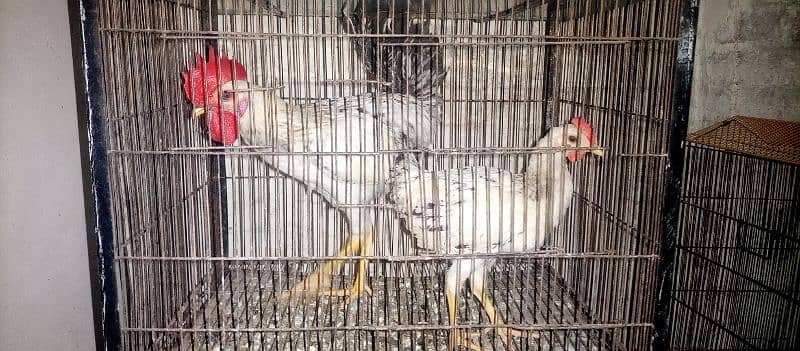 desi hen pair 2