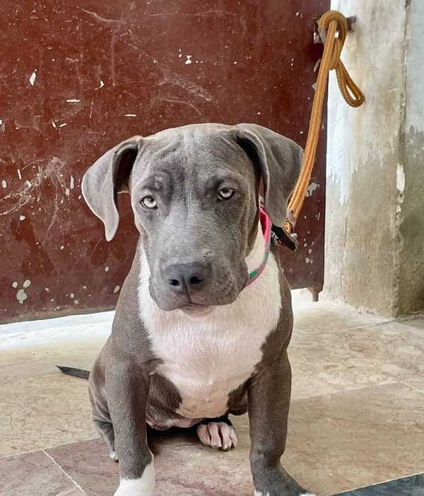 Pitbull female pup 1