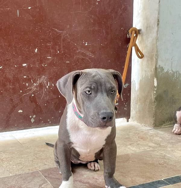 Pitbull female pup 0