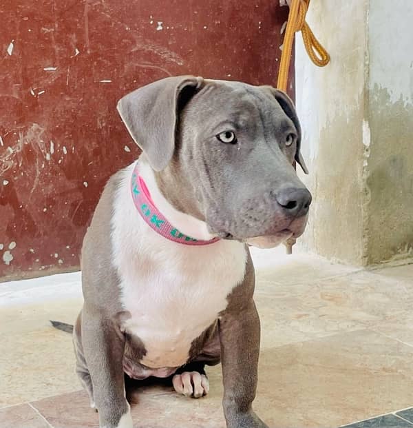 Pitbull female pup 2