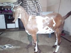 khassi Bakra for Qurbani 2025