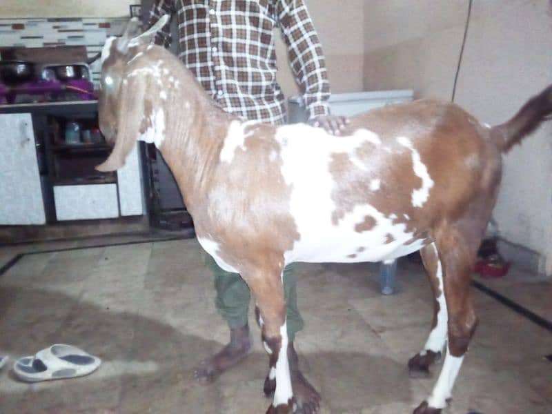 khassi Bakra for Qurbani 2025 0