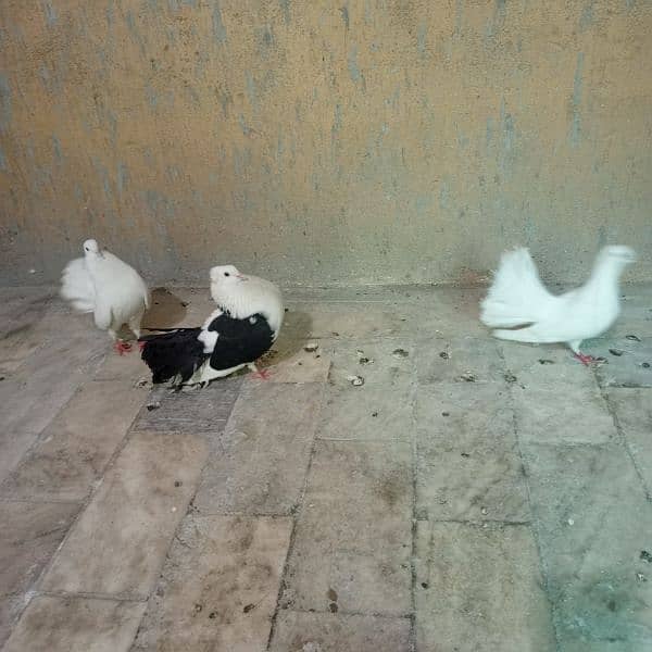 laka pair 0