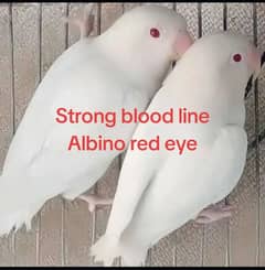 Albino