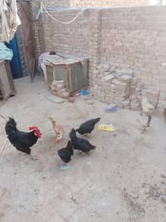 Australorp For sale
