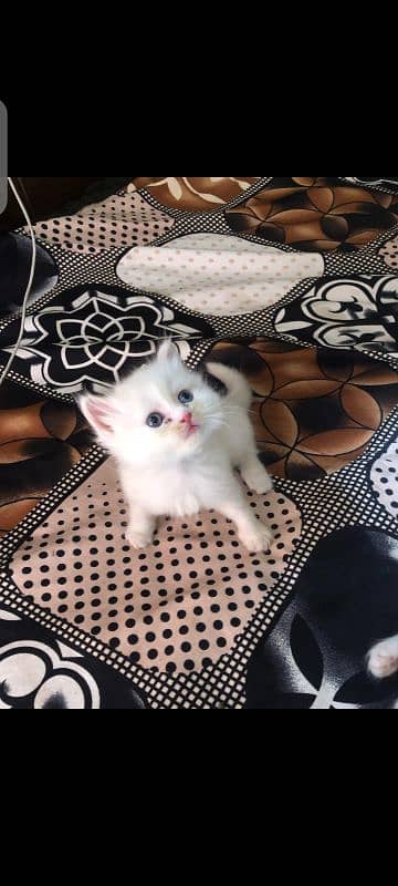 Persian kittens | Semi punch face | Triple coated 0