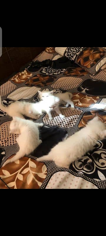 Persian kittens | Semi punch face | Triple coated 1