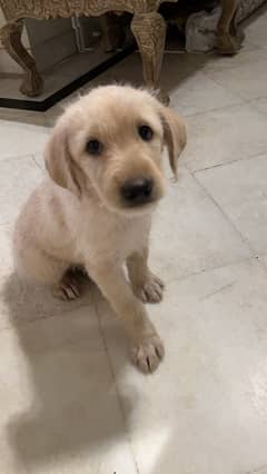 male lab 10 weeks old