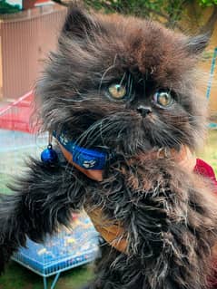 Home trained pure persian cat black color triple coat blue eyes.