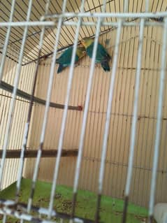 lovebird pair cnfrm breeder pair ha abi nesting start ki price 4500