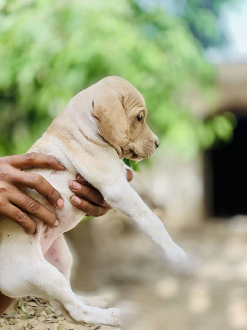 English Pointer pure 0