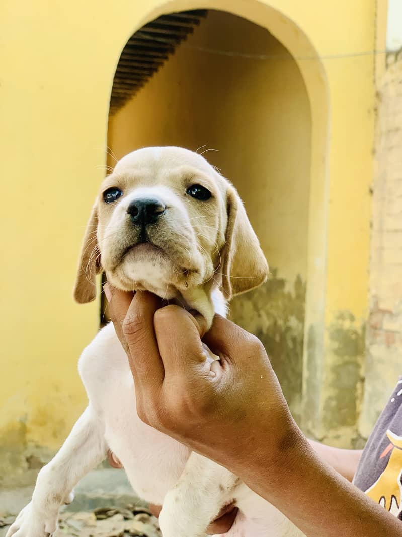 English Pointer pure 2
