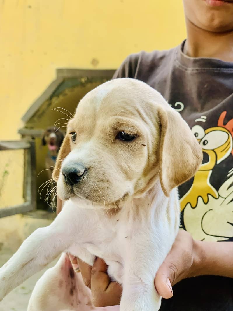 English Pointer pure 3