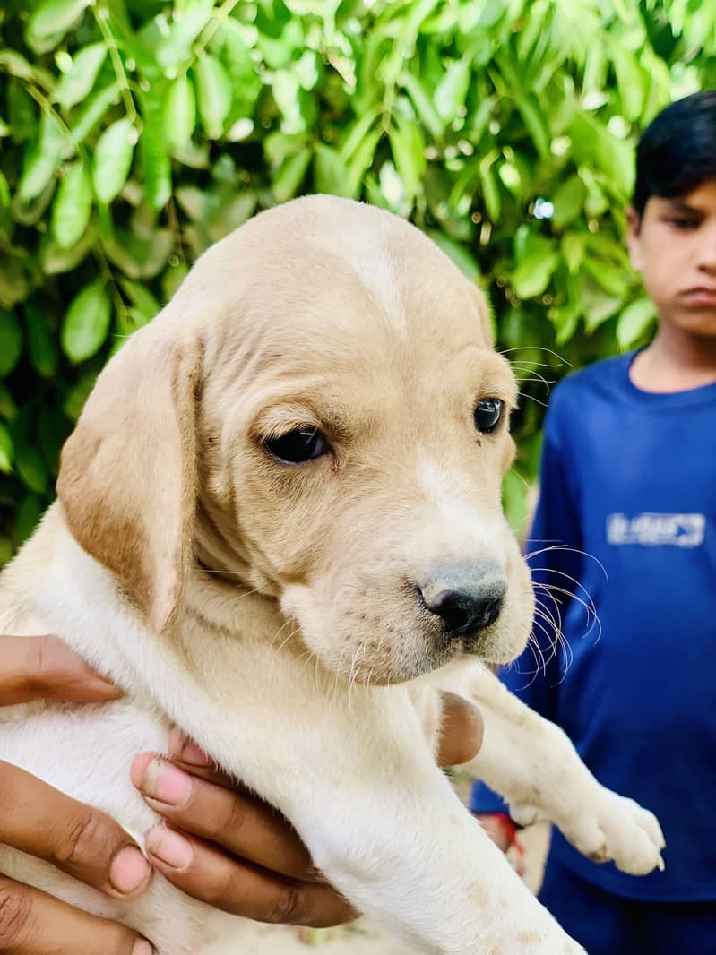 English Pointer pure 4