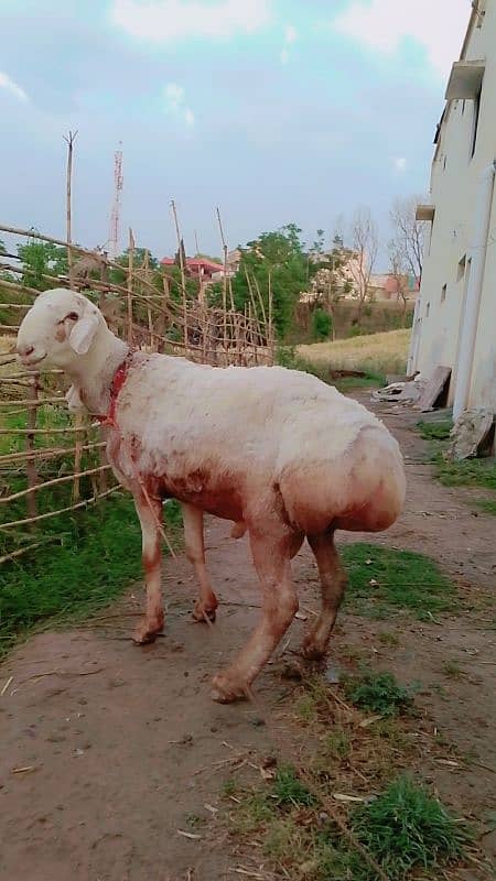 sheep for sell 0