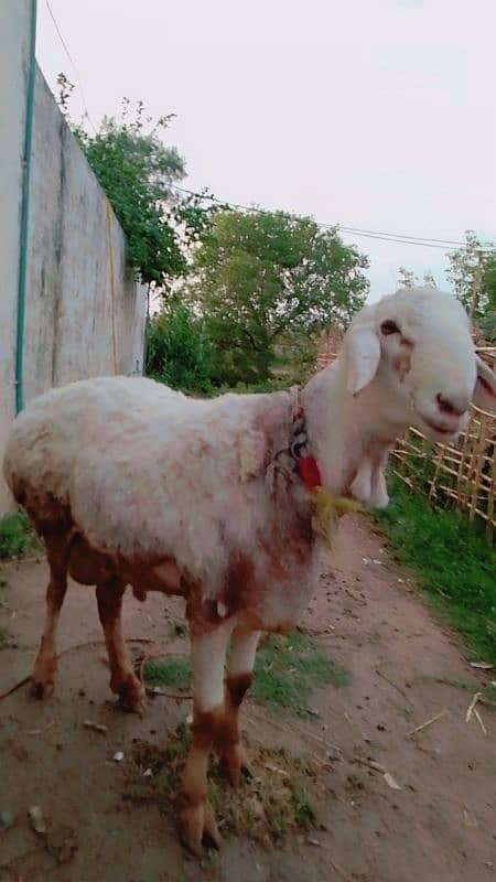 sheep for sell 1