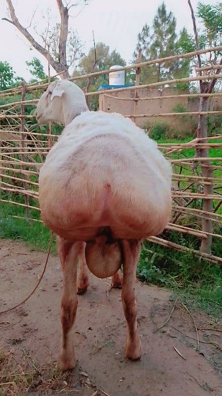 sheep for sell 2