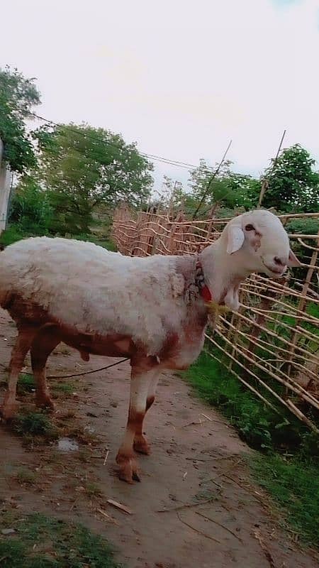 sheep for sell 3