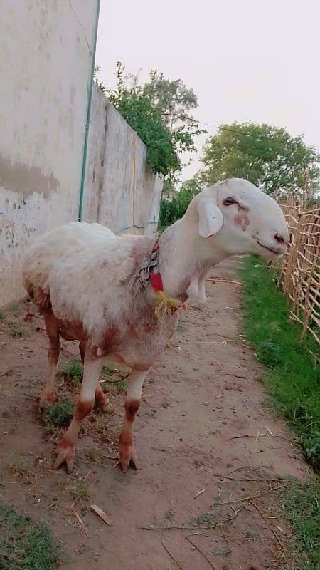 sheep for sell 4