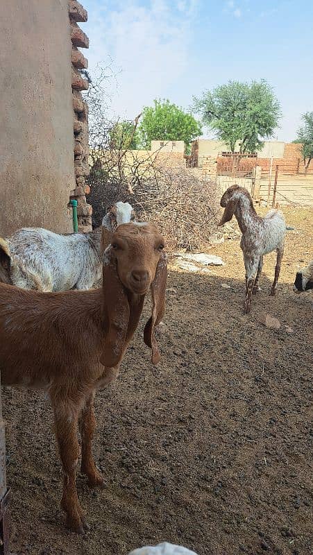 goat bakri 0