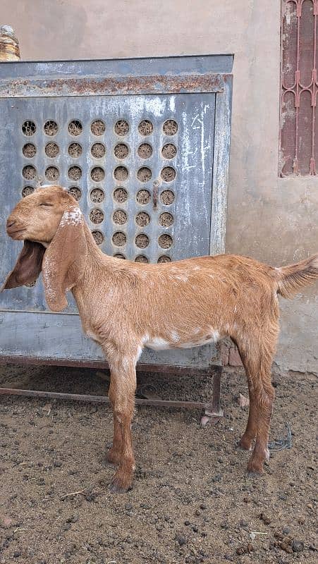 goat bakri 3
