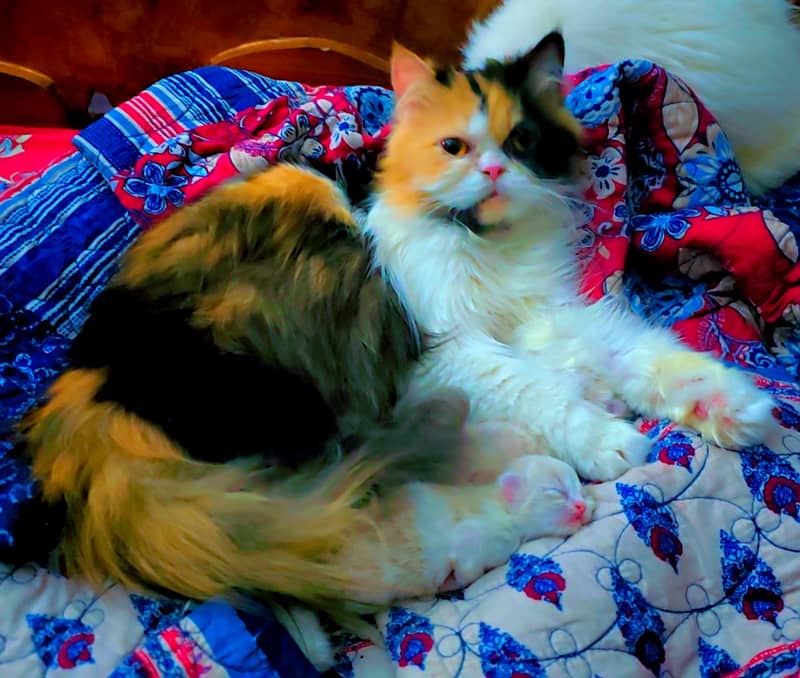 Calico Persian Cat ( Female) with Kittens 0