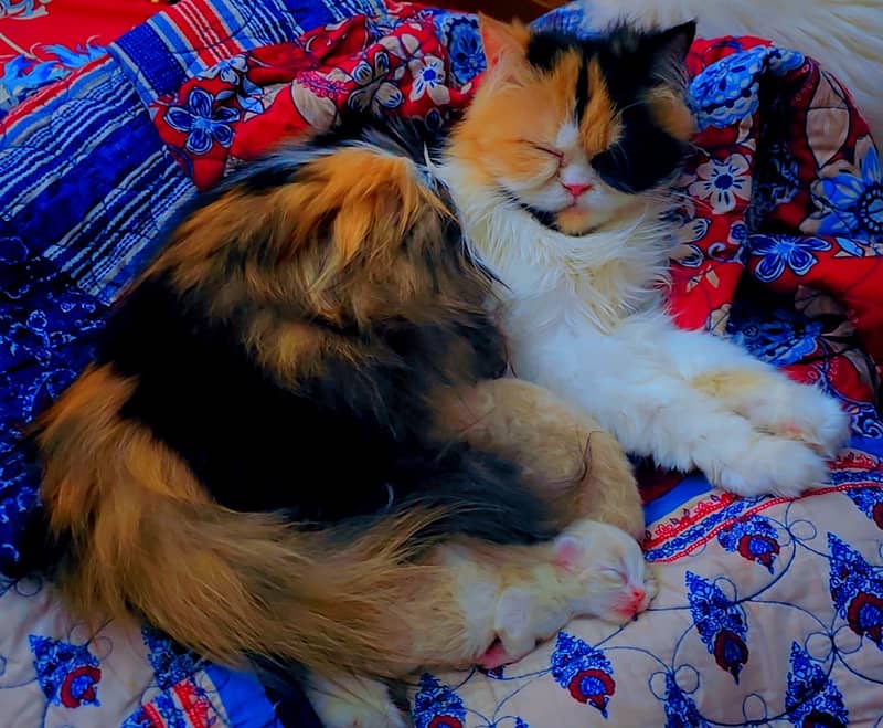 Calico Persian Cat ( Female) with Kittens 1