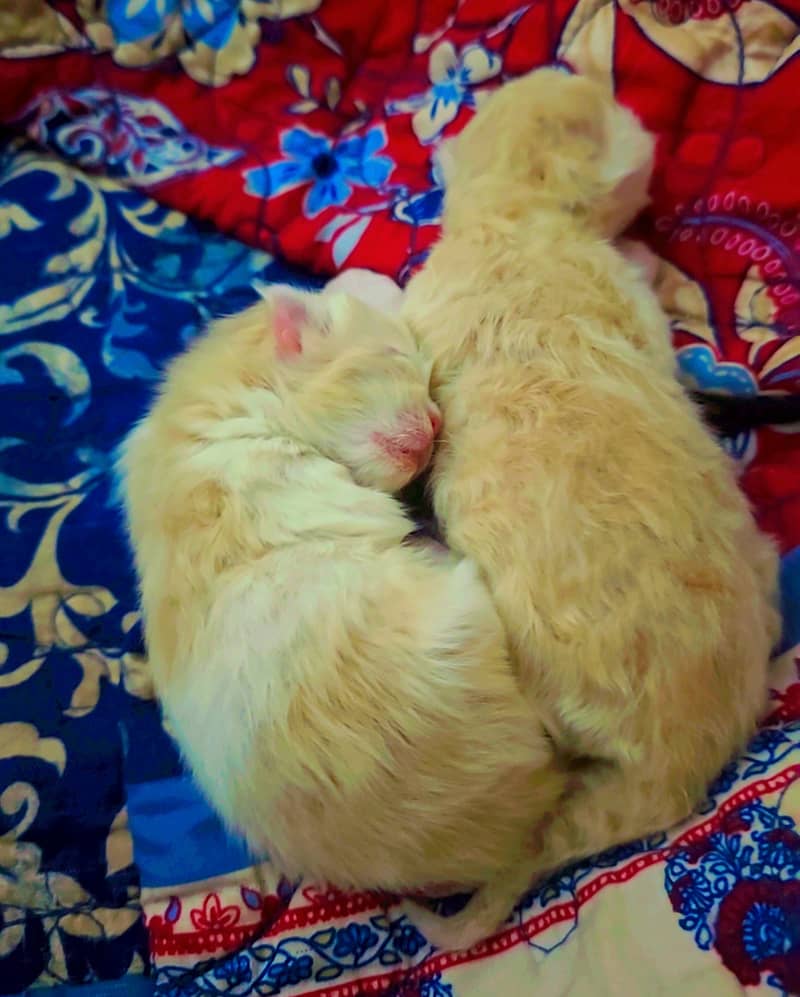 Calico Persian Cat ( Female) with Kittens 2