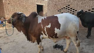 Ablak print