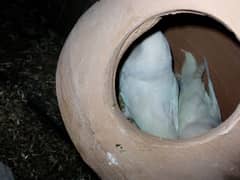albino parrot black aye white colour breeder pair