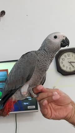 African gray red factor