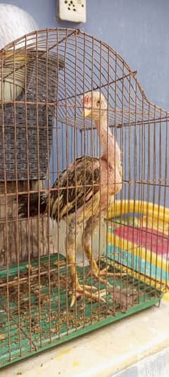 3 month aseel  black jawa 4 chicks