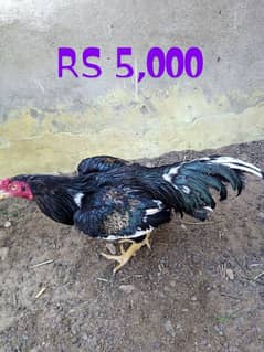 Aseel