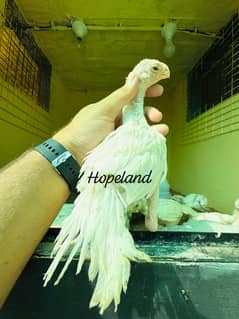 Indion parrot beak long tail aseel