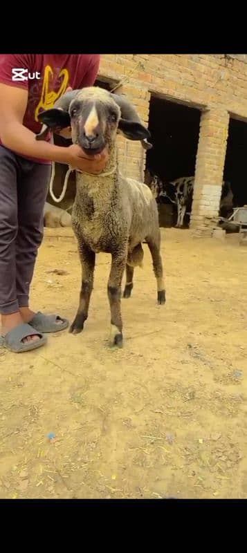 Sheep 0